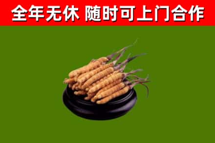 启东回收冬虫夏草